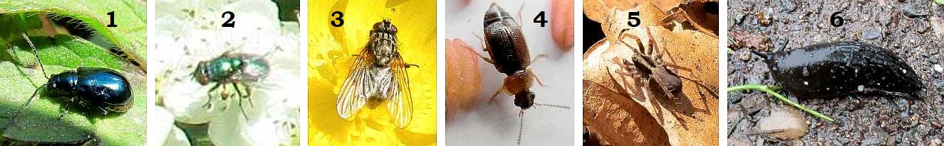 A second selection of bugs.