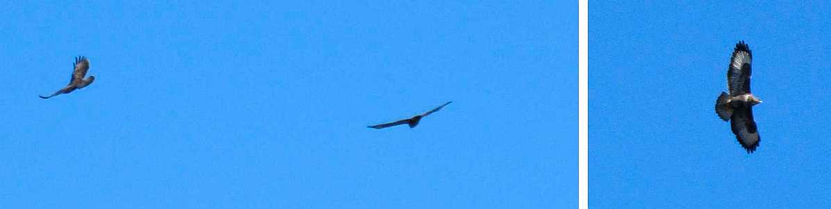 Buzzards in flight.