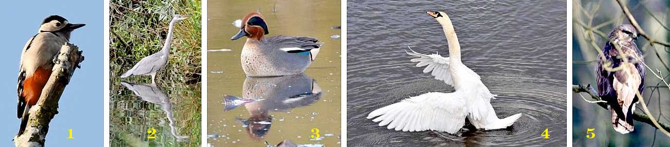 Bird portraits.