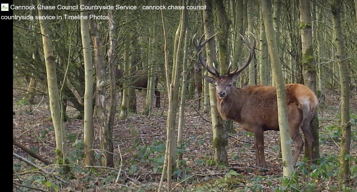 A red deer stag.