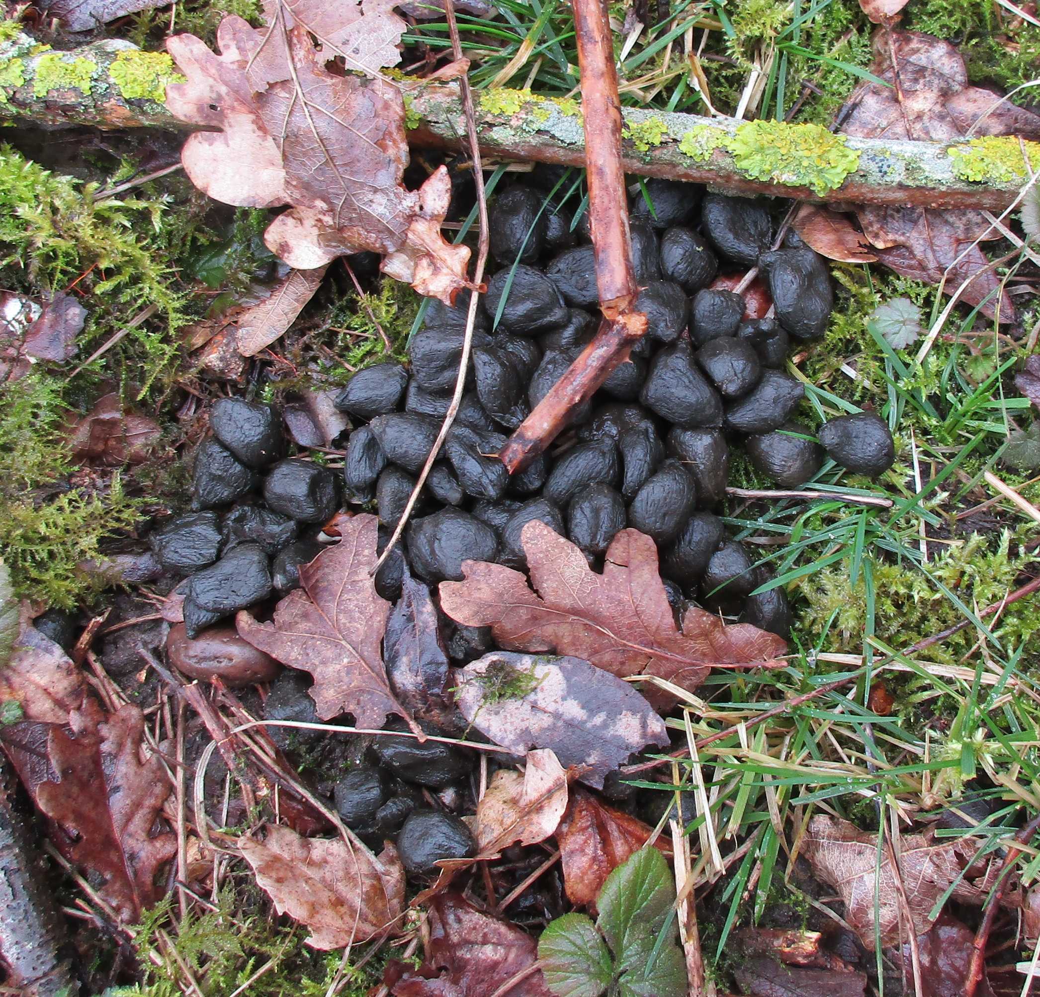 Deer droppings.