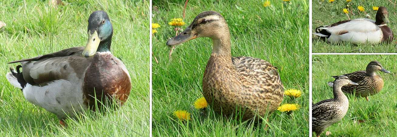Mallard ducks.