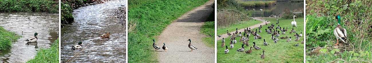 More mallard ducks.
