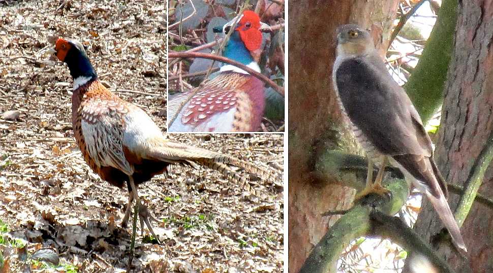 Pheasant and sparrowhawk.