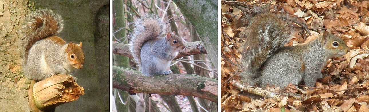 Squirrels.