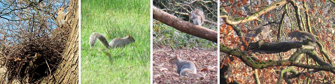 More squirrels.