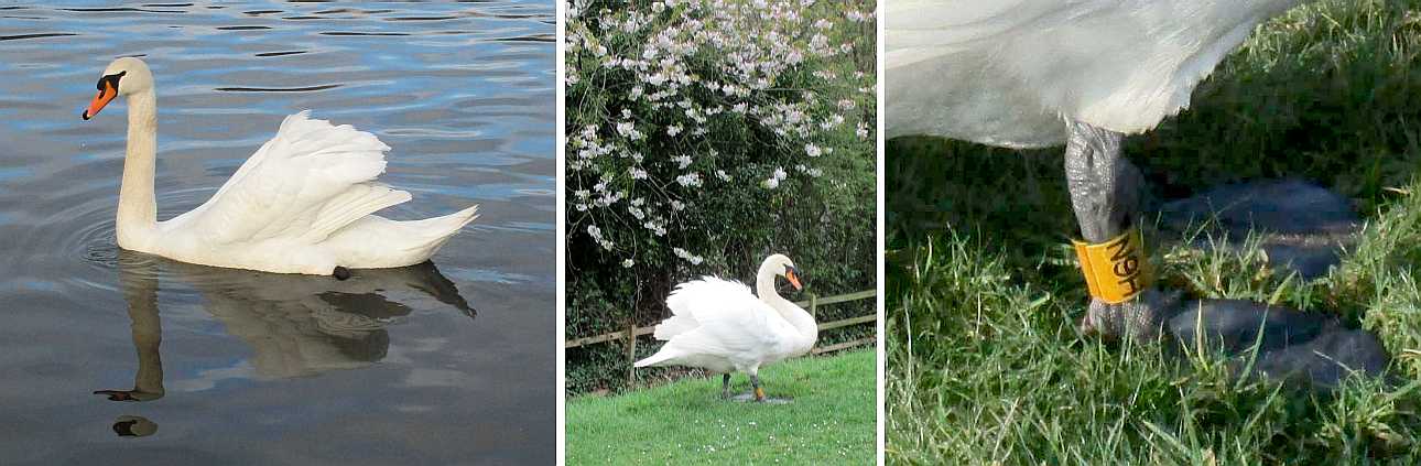 Swan.
