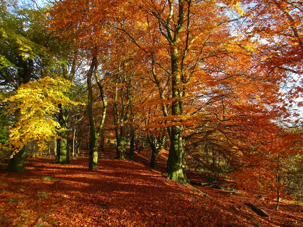 Autumnal beech.
