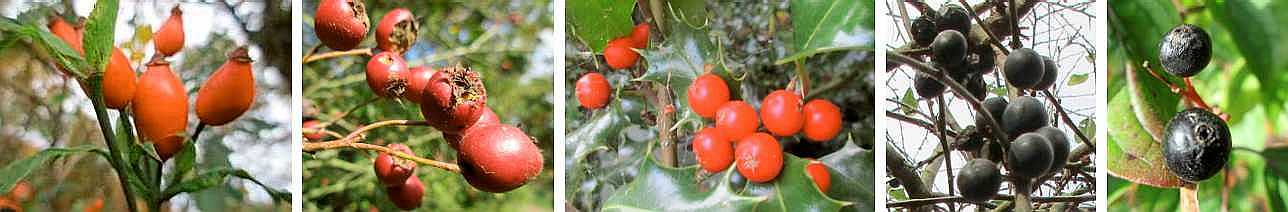 Some autumn fruits.