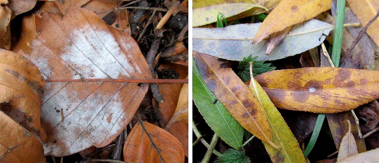 Leaves with fungi.