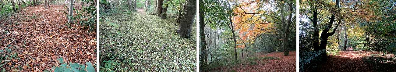 Leafy paths.