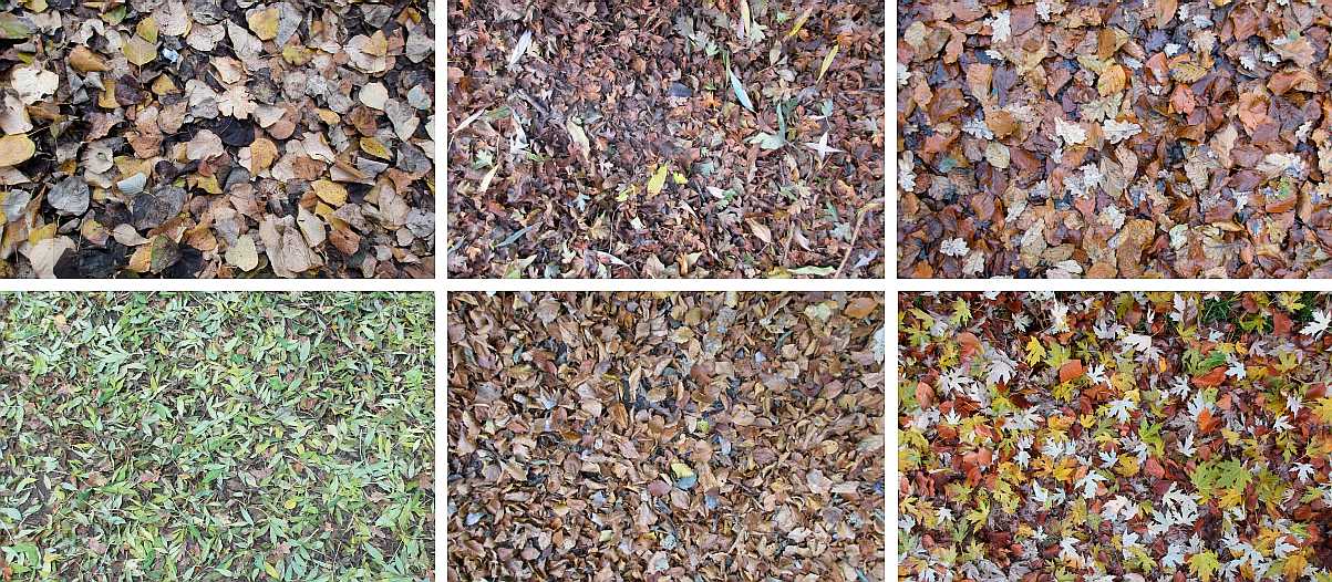 Leaf patterns.