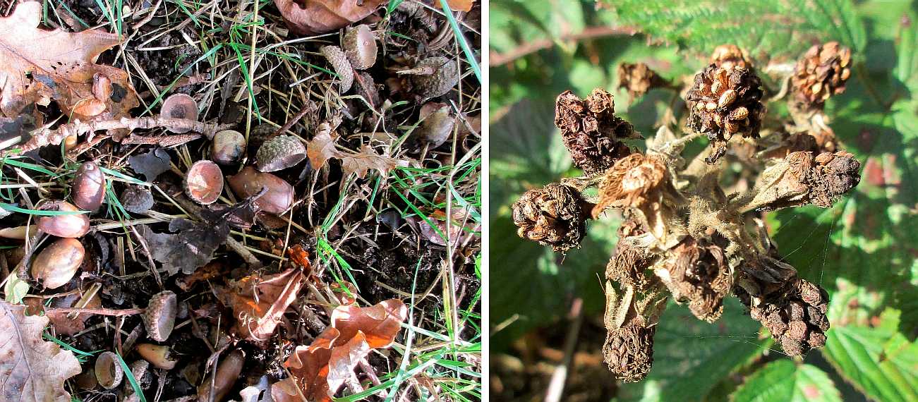 Acorns and old brambles.