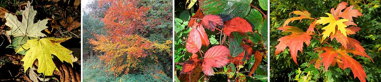 Autumn leaf cilours.