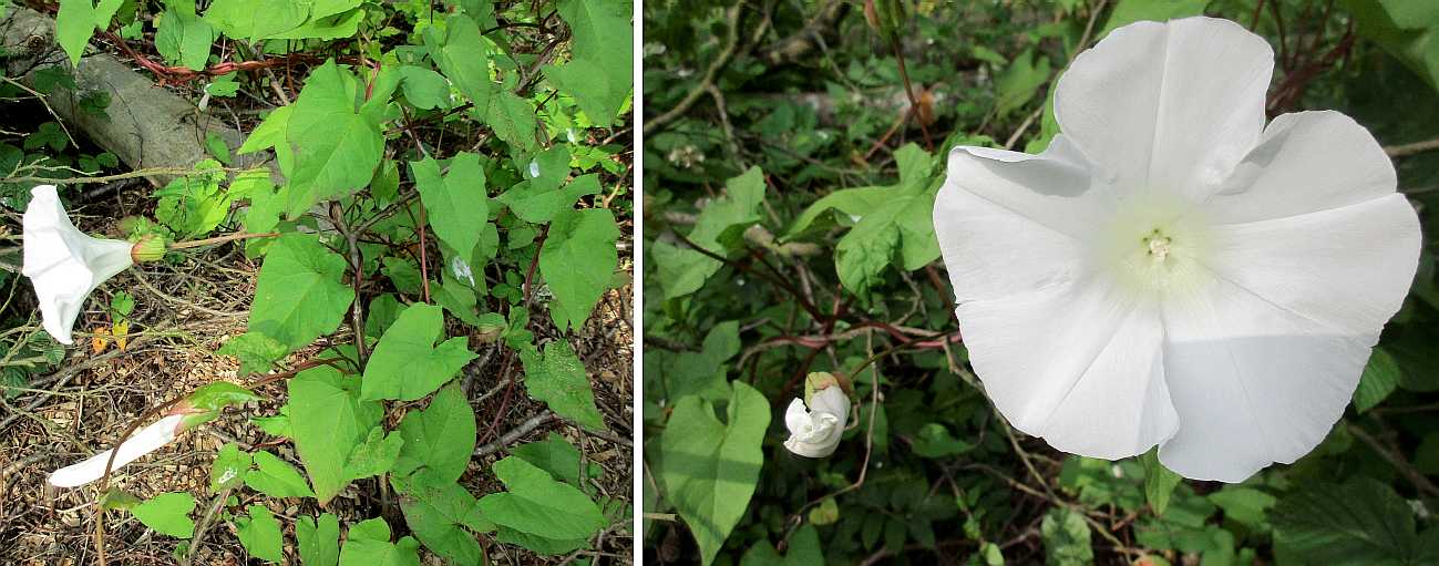Bindweed.