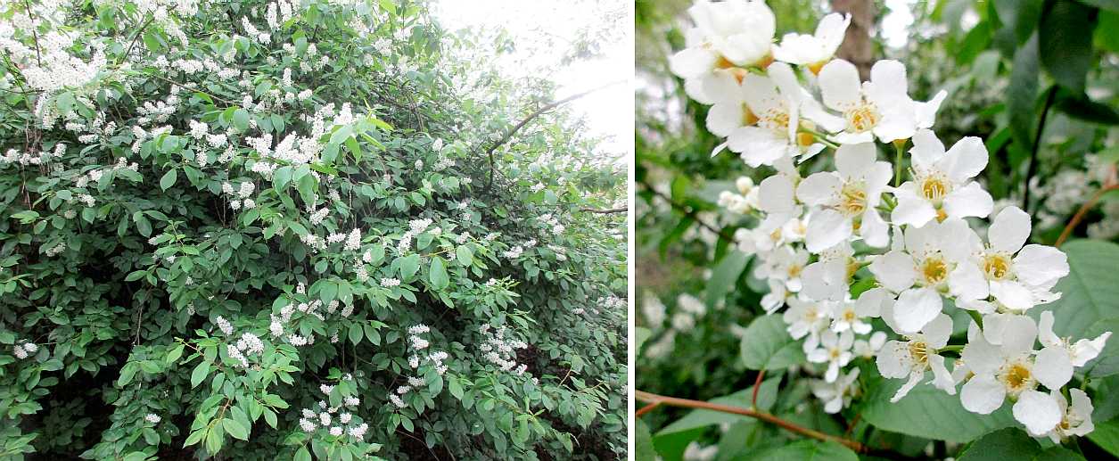 Bird Cherry.