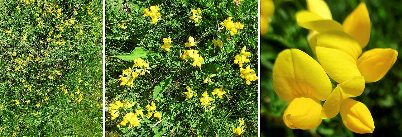 Bird's-foot Trefoil.