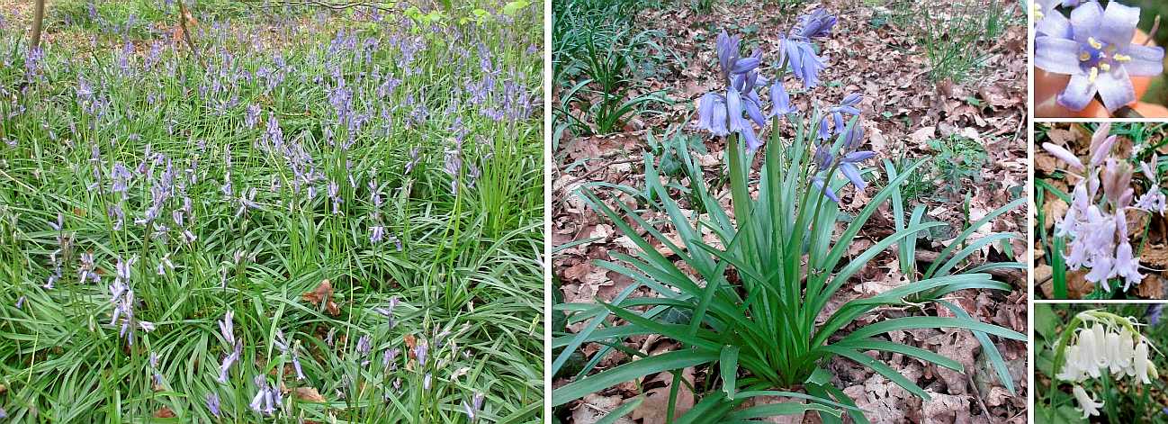 Bluebell.