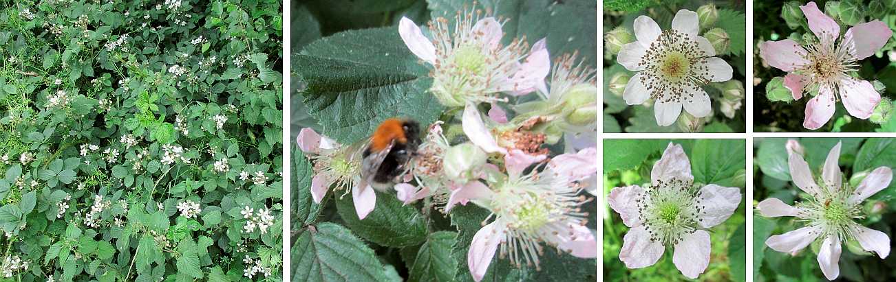 Brambles.