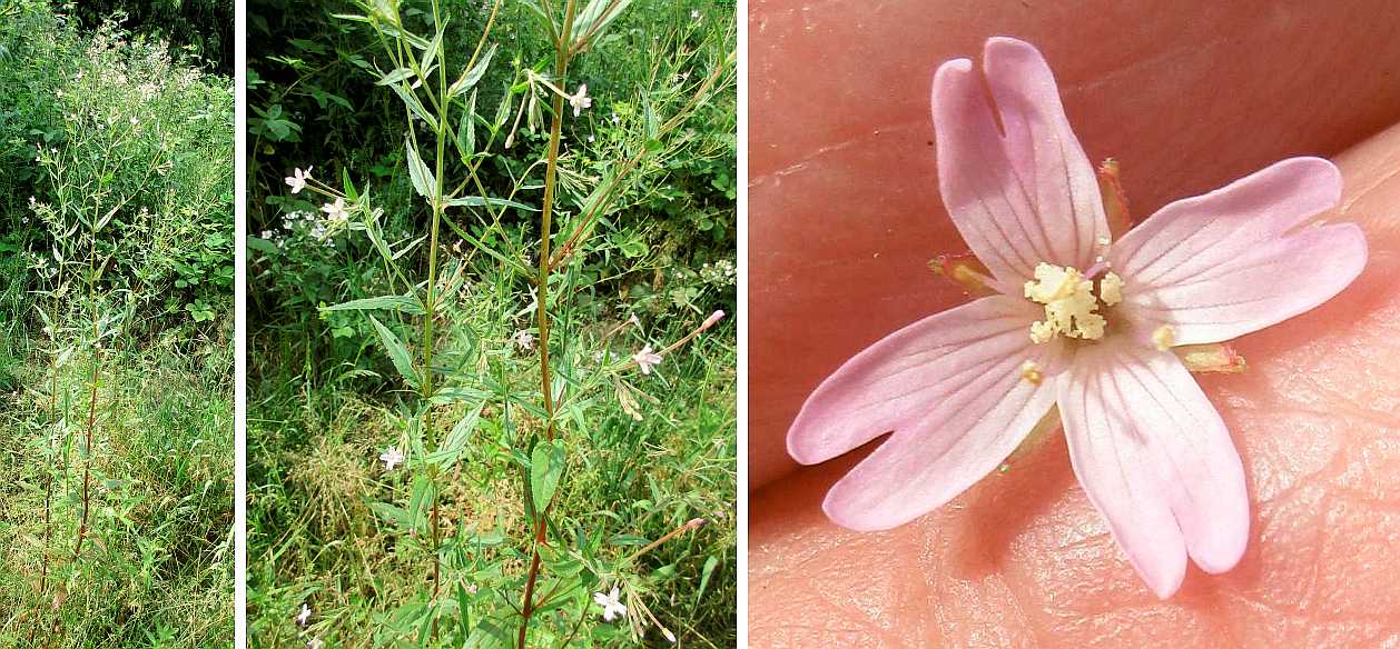 Broad-leaved willowherb.
