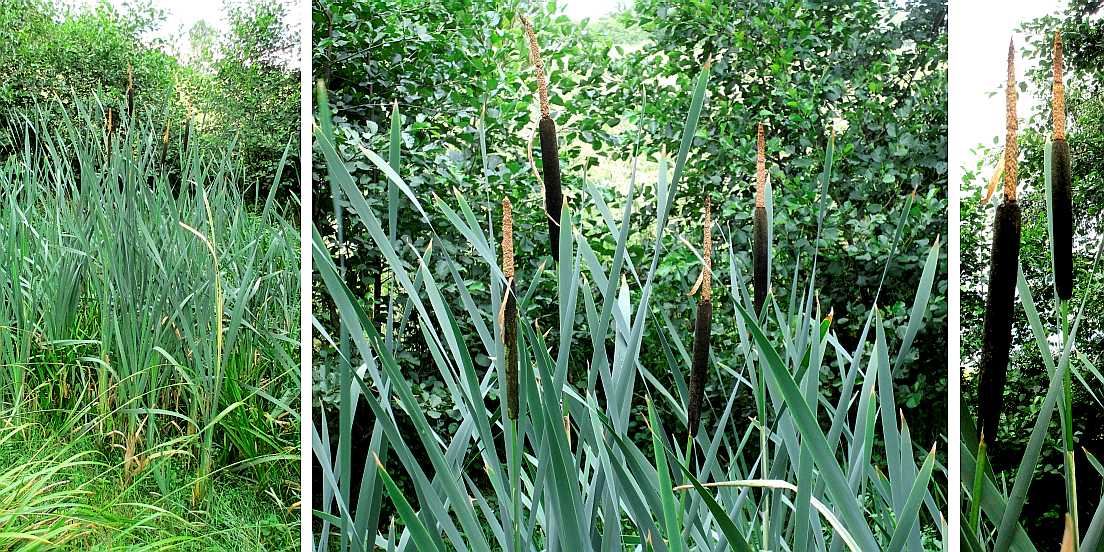 Bulrush.