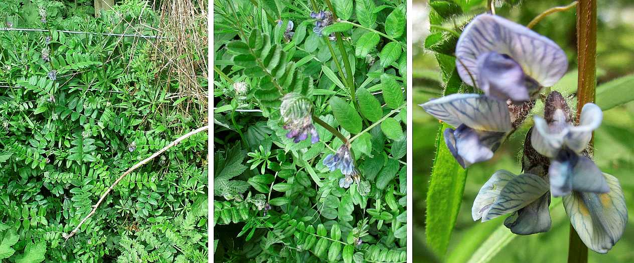 Bush vetch.