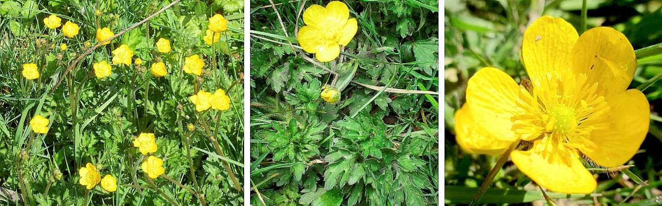 Creeping buttercup.