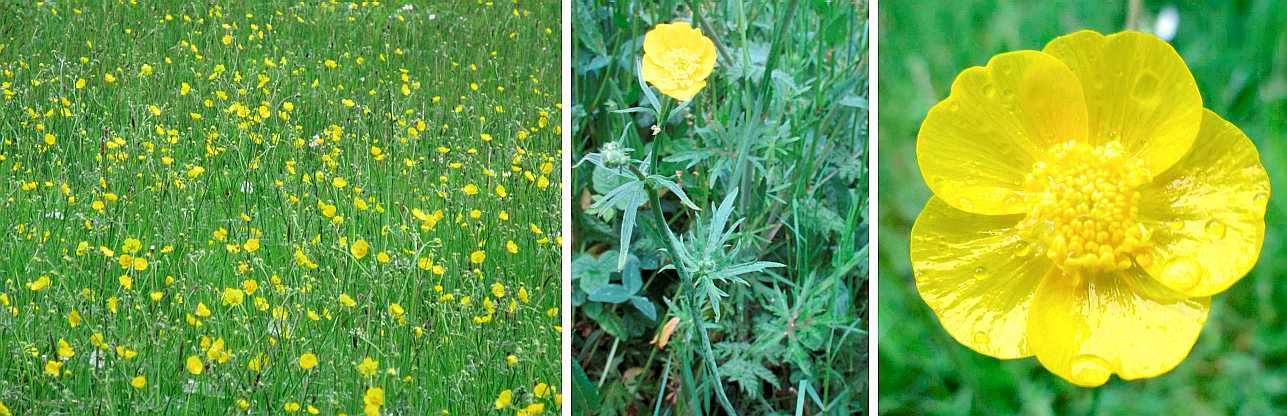 Common meadow buttercup.