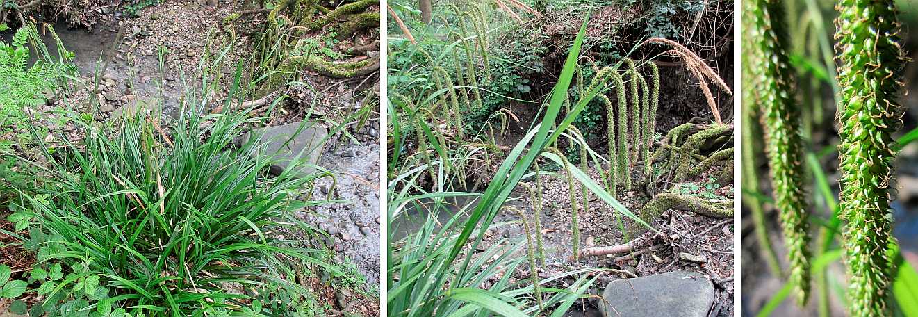 Pendulous sedge.