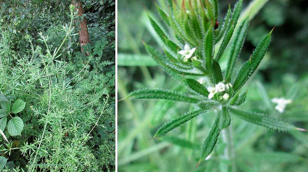 Cleavers.