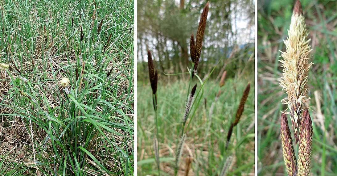 Common sedge.