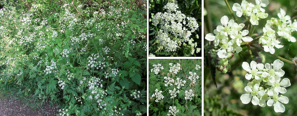 Cow parsley.