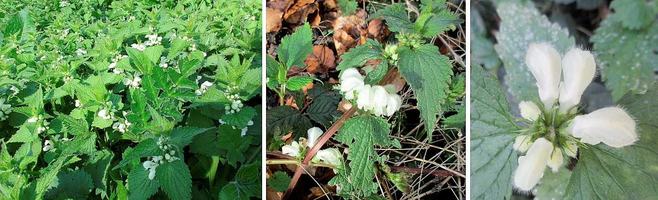 White Dead-nettle.