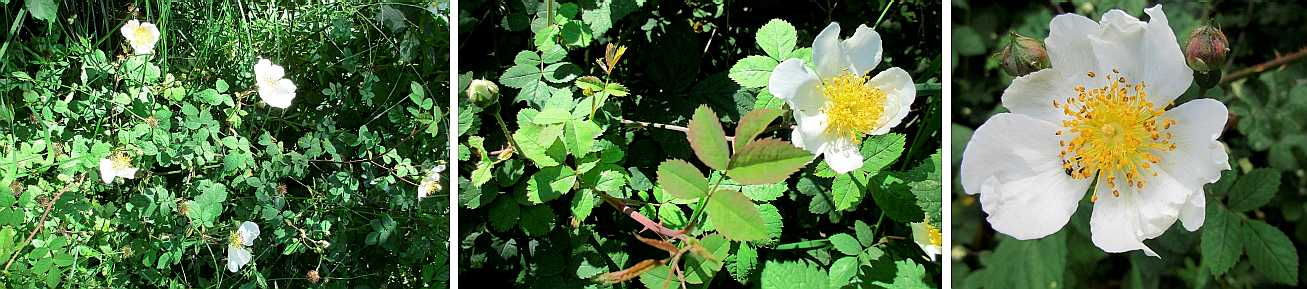 Dog rose.