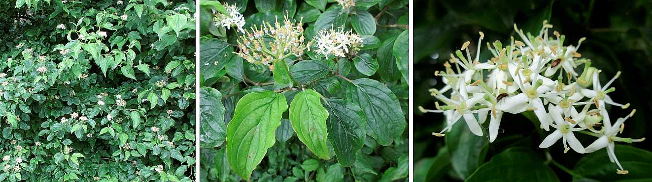 Dogwood.