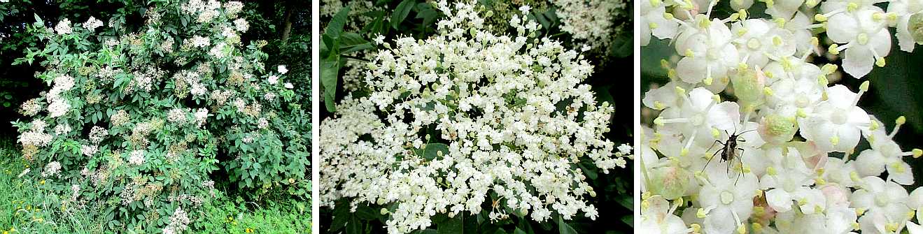 Elder.