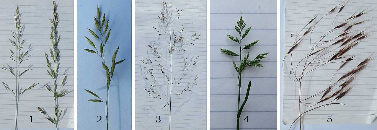 Five different grass species.