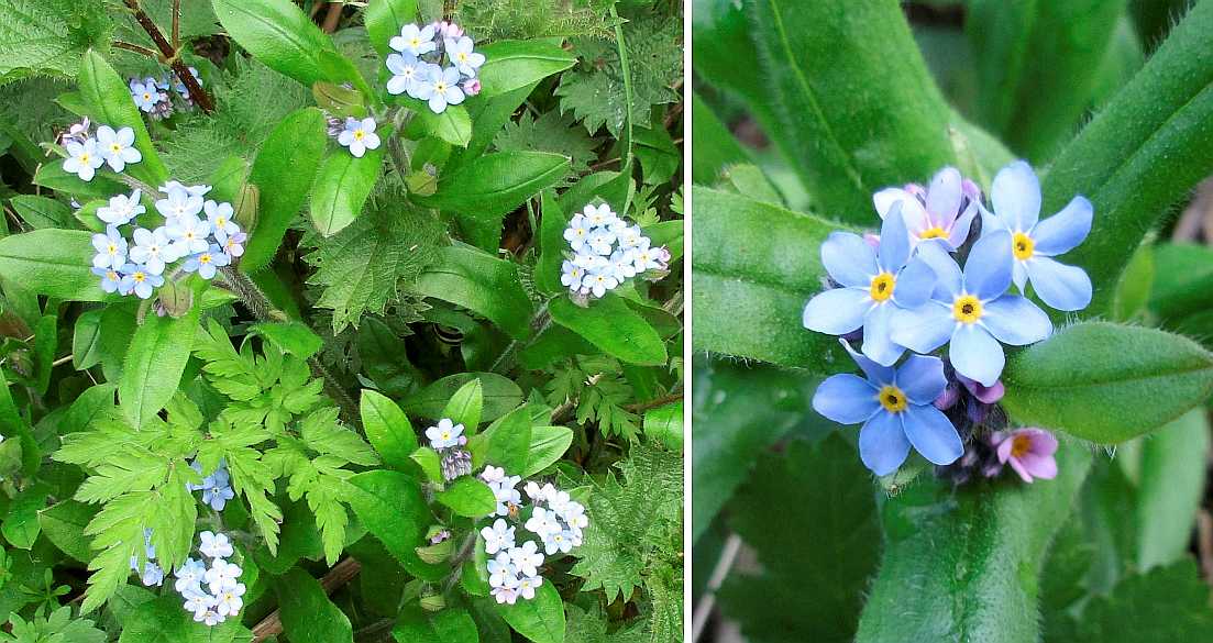 Forget-me-not.