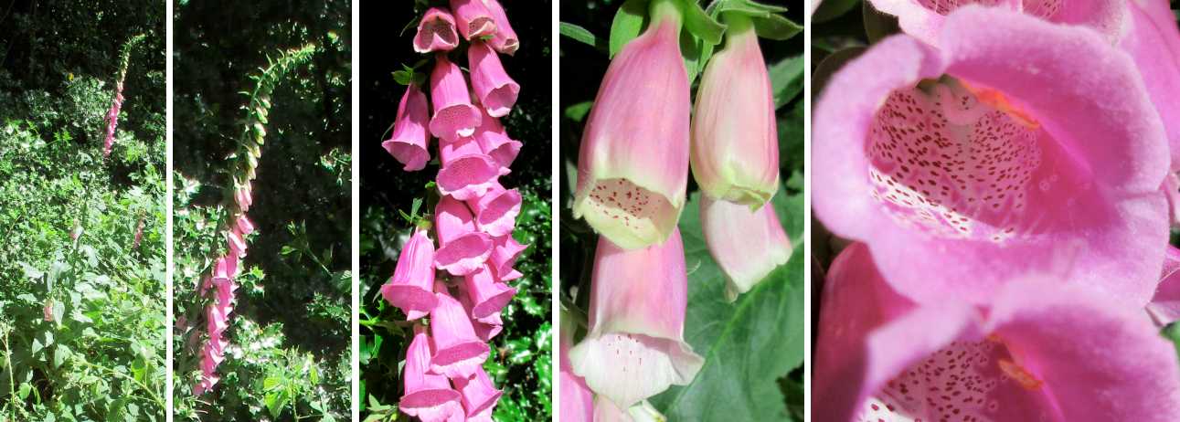 Foxglove.