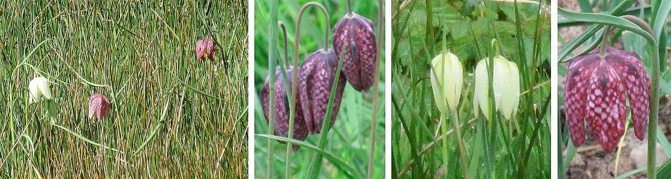 Fritillaria.