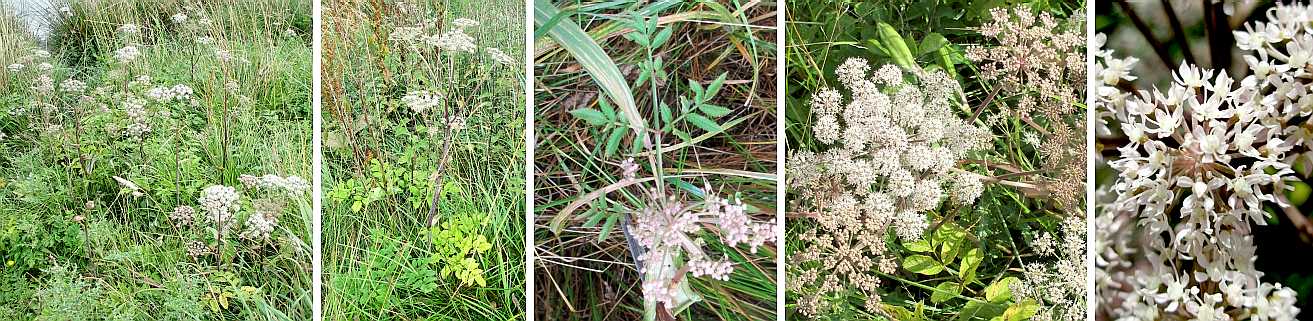 Greater burnet saxifrage.