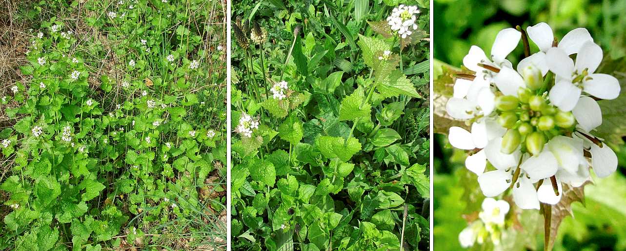 Garlic mustard.
