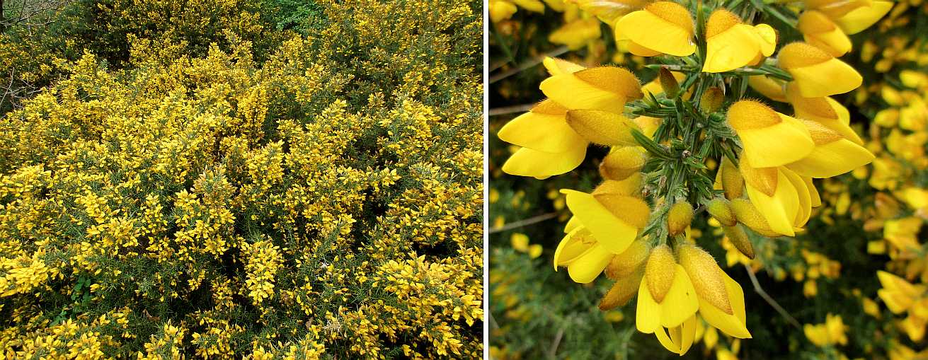 Gorse.