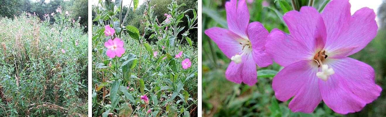 Great willowherb.