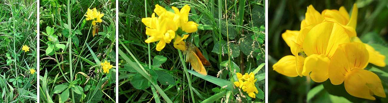 Greater bird's-foot tefoil.