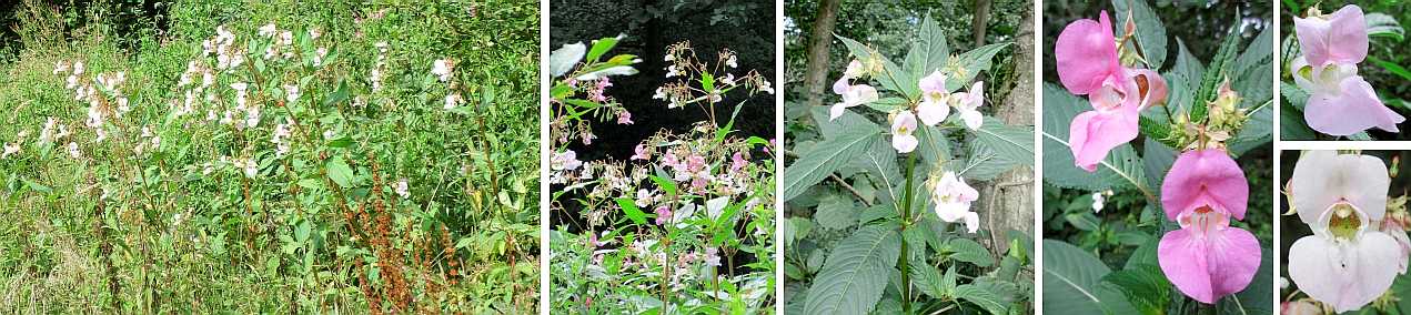 Himalayan balsam.