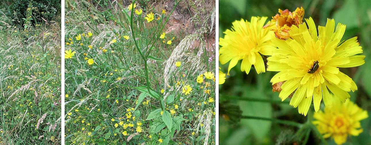 Hawkweed.