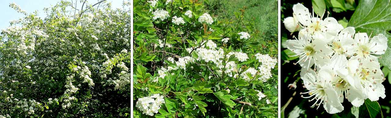 Hawthorn.