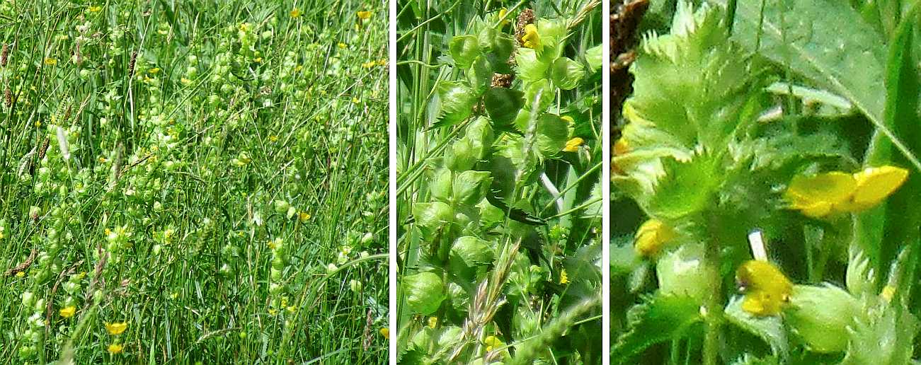 Hayrattle.