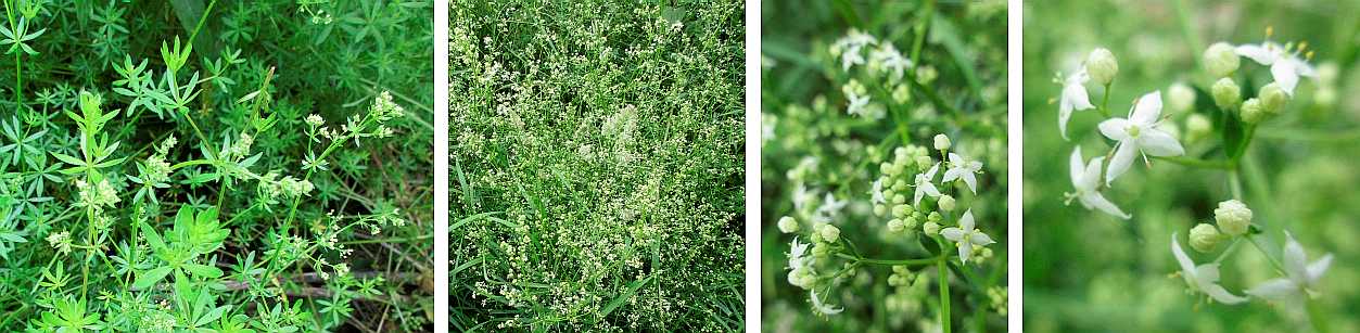Hedge bedstraw.